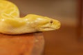 Headshot of an albino python with a very cool bokeh background suitable for use as wallpaper Royalty Free Stock Photo