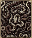Python is a genus of constricting snakes in the Pythonidae family