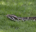 Python In The Grass Royalty Free Stock Photo