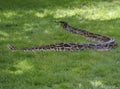 Python In The Grass Royalty Free Stock Photo
