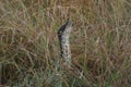 Straightened python in the high grass of the Masai Mara Royalty Free Stock Photo