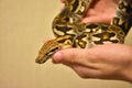 python on hand, snake on hand, man holds python Royalty Free Stock Photo