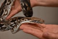 Boa on hand, snake on hand, man holds boa Royalty Free Stock Photo