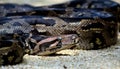 Closeup portrait of indian rock python snake on the beach Royalty Free Stock Photo