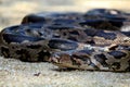 Closeup portrait of indian rock python snake Royalty Free Stock Photo