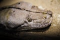 Python one of the largest snakes in the world Royalty Free Stock Photo