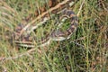 Python in long grass Royalty Free Stock Photo
