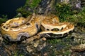 Blood Python, python curtus snake Royalty Free Stock Photo