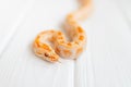 Python molurus albino close up on white textured background. Close-up snake for cover