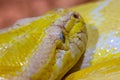 albino python snake head of extraordinary beauty Royalty Free Stock Photo