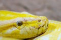 albino python snake head Royalty Free Stock Photo