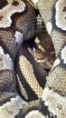 Python molurus bivittatus snake, Burmese Python, Reticulated Python in lying still and breathing, Python regius, Albino Burmese Royalty Free Stock Photo
