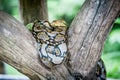 Python molurus bivittatus Royalty Free Stock Photo