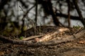 Python molurus or Indian rock python basking in sun light during winters at keoladeo national park or bharatpur sanctuary Royalty Free Stock Photo