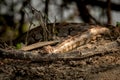 Python molurus or Indian rock python basking in sun light during winters at keoladeo national park or bharatpur sanctuary Royalty Free Stock Photo