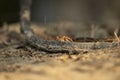 Python molurus or Indian rock python or black tailed python at keoladeo ghana national park or bharatpur bird sanctuary bharatpur Royalty Free Stock Photo