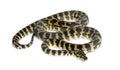 Python, Morelia spilota variegata