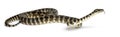 Python, Morelia spilota variegata Royalty Free Stock Photo