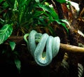Python native to New Guinea snake
