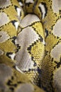 Python one of the largest snakes in the world Royalty Free Stock Photo
