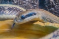 python, a popular pet snake known for its docile temperament. The snake has a unique pattern and coloration, likely a Royalty Free Stock Photo