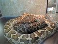 A python Python molurus in a terrarium in a zoo, quietly lying on artificial grass under the muted light of a lamp. A very large