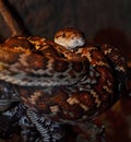 Python (pythonidae) at a terrarium