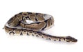 Python regius Royalty Free Stock Photo