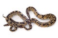 Python regius Royalty Free Stock Photo