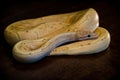 python regius yellow snake Royalty Free Stock Photo