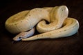 python regius yellow snake