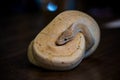 python regius yellow snake