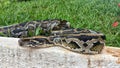 Python Resting by the Path Royalty Free Stock Photo