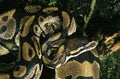 PYTHON ROYAL python regius Royalty Free Stock Photo
