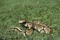 PYTHON ROYAL python regius Royalty Free Stock Photo