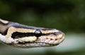 PYTHON ROYAL python regius Royalty Free Stock Photo
