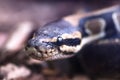 Python`s head macro Royalty Free Stock Photo
