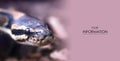 Python`s snake head macro photo of the eye in sharpness Royalty Free Stock Photo