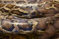 Python skin