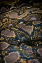 Python Skin Texture Royalty Free Stock Photo