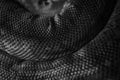 Python Skin Texture in black and white Royalty Free Stock Photo