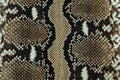 Python skin  texture, snake skin pattern Royalty Free Stock Photo