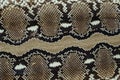 Python skin  texture, snake skin pattern Royalty Free Stock Photo