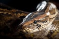 Python Snake Royalty Free Stock Photo