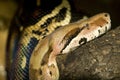 Python Snake, Asian Python,Sri Lanka