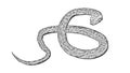 Python snake - pencil drawing on white background Royalty Free Stock Photo