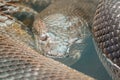 Python Snake Close Up in Water Royalty Free Stock Photo