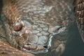 Python Snake Close Up in Water Royalty Free Stock Photo