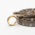Python snake rests beside a golden ring with intricate design on clean white background Royalty Free Stock Photo