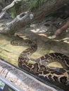 Python snake Florida aquarium 2021